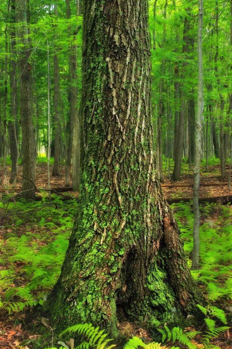 The U.S. Forest Service Overhaul: Analyzing the Data Behind Recent Closures and Policy Shifts