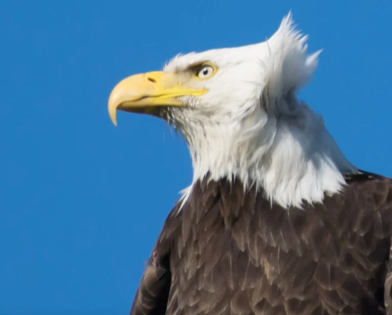 Alaska Permanent Fund: 2025 Dividends and Stimulus Payments – What We Know